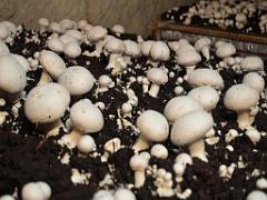 149 MUSEE DU CHAMPIGNON A  SAUMUR 2016 1_000031